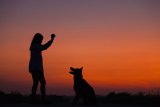 New Research on Paralyzed Dogs & Chiropractic New Research on Paralyzed Dogs & Chiropractic